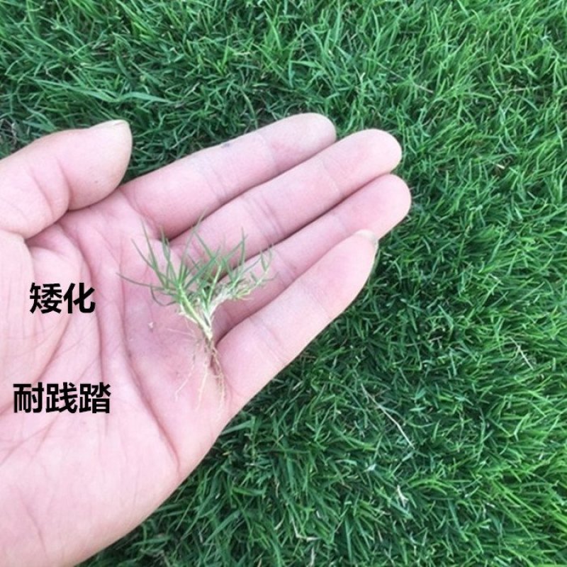 【有好货】草坪种子美国四季青草籽球场庭院护坡绿化不修剪