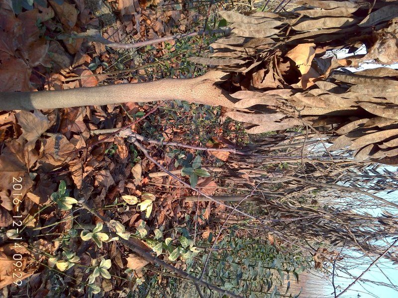 紫荆花树苗，2一6公分，量大从优，可代发全国，基地直供