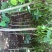 紫荆花树苗，2一6公分，量大从优，可代发全国，基地直供