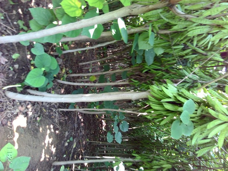 紫荆花树苗，2一6公分，量大从优，可代发全国，基地直供
