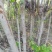 紫荆花树苗，2一6公分，量大从优，可代发全国，基地直供