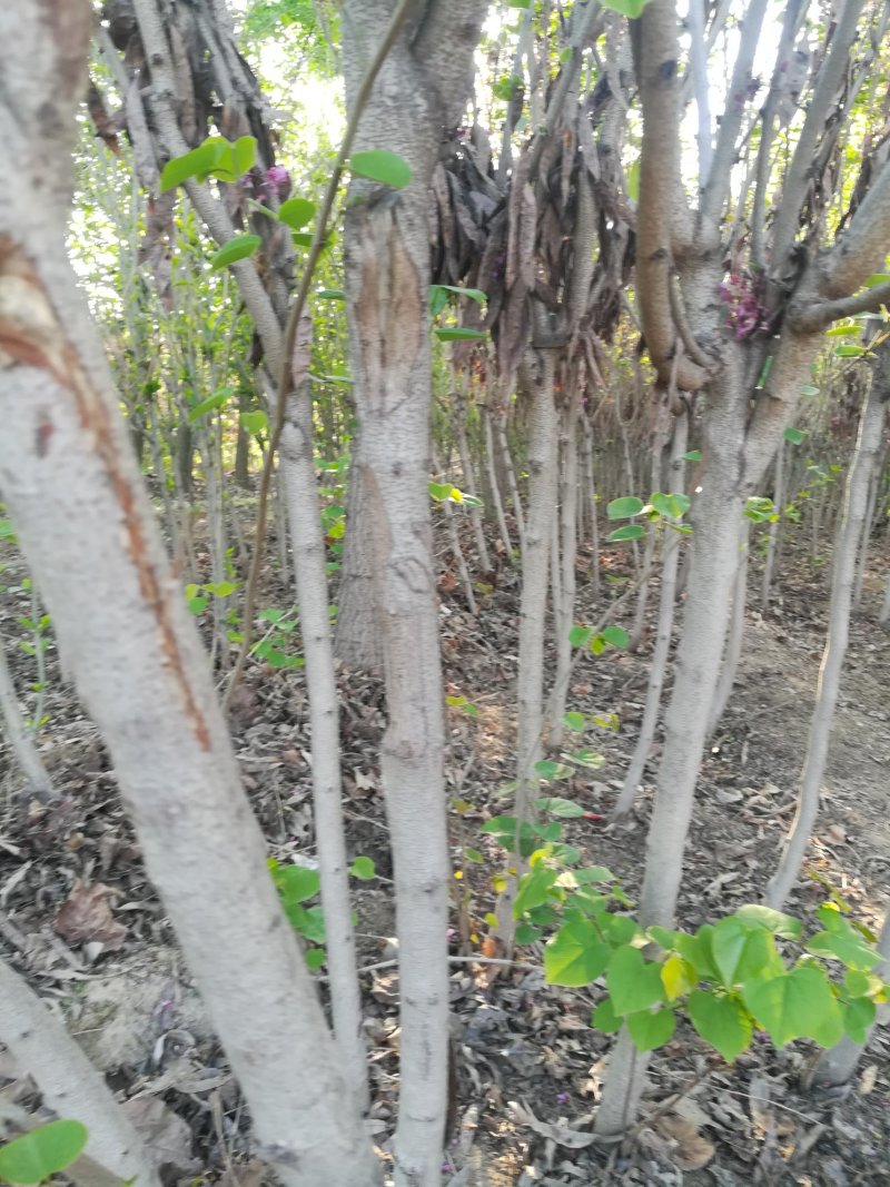 紫荆花树苗，2一6公分，量大从优，可代发全国，基地直供