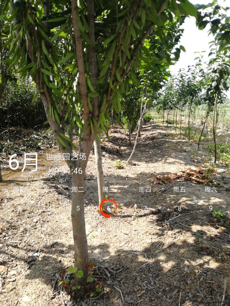 紫荆花树苗，2一6公分，量大从优，可代发全国，基地直供