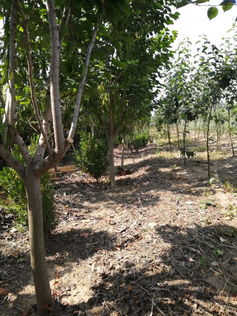紫荆花树苗，2一6公分，量大从优，可代发全国，基地直供