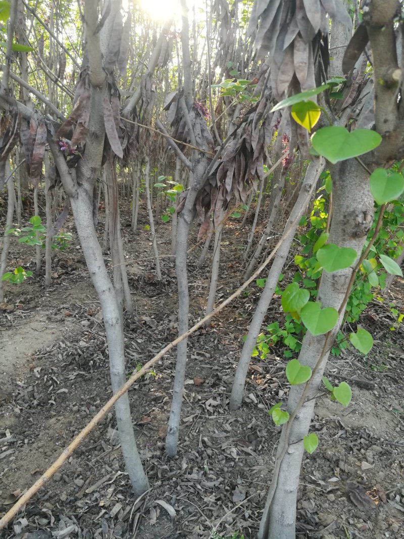 紫荆花树苗，2一6公分，量大从优，可代发全国，基地直供