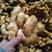 生姜大黄姜半斤以上产地直发质量保证块头大全国发货