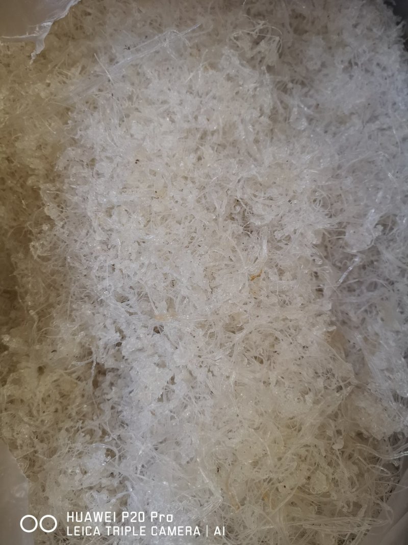 雪燕
