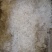 雪燕