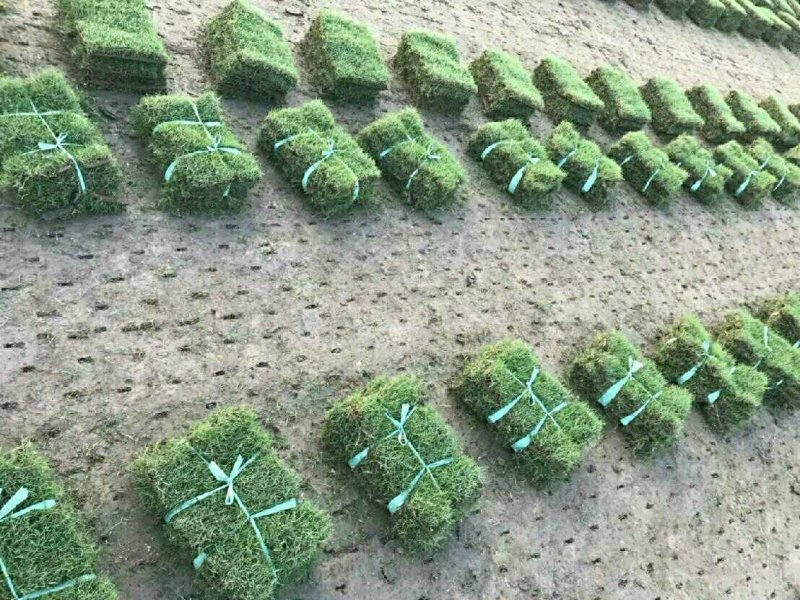 草坪草皮带土真草坪，四季青马尼拉百慕大果岭真草坪草皮带