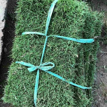 草坪草皮带土真草坪，四季青马尼拉百慕大果岭真草坪草皮带