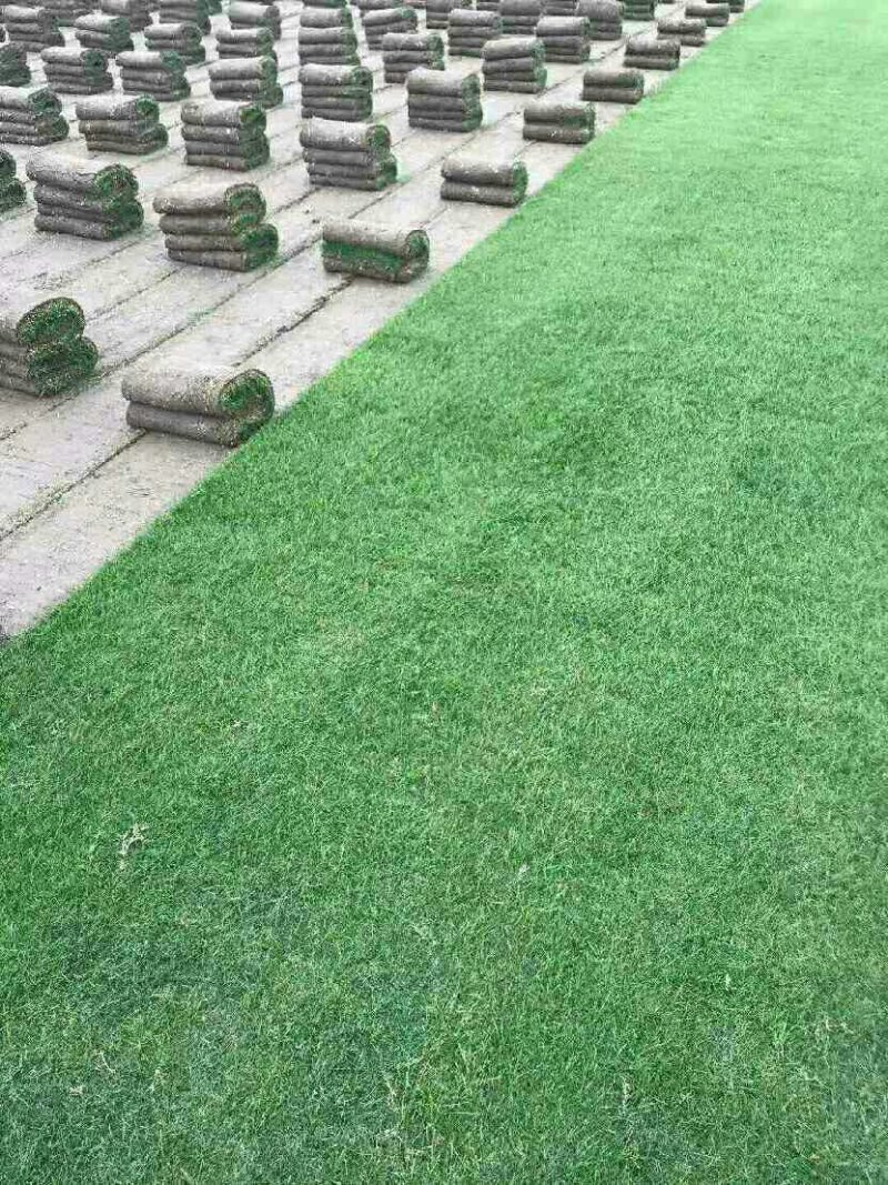 草坪草皮带土真草坪，四季青马尼拉百慕大果岭真草坪草皮带