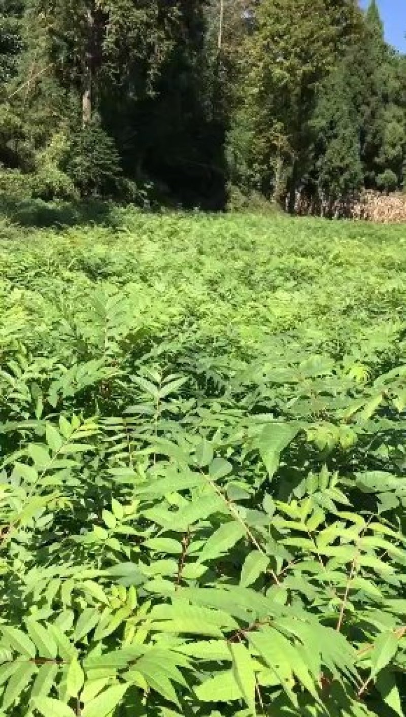 香椿苗，湖北利川市香椿小苗。红椿苗，叶子可食用。