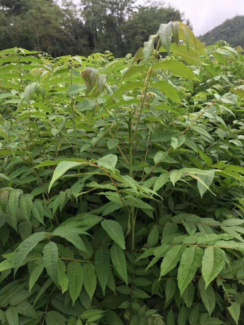 香椿苗，湖北利川市香椿小苗。红椿苗，叶子可食用。