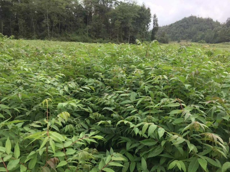 香椿苗，湖北利川市香椿小苗。红椿苗，叶子可食用。