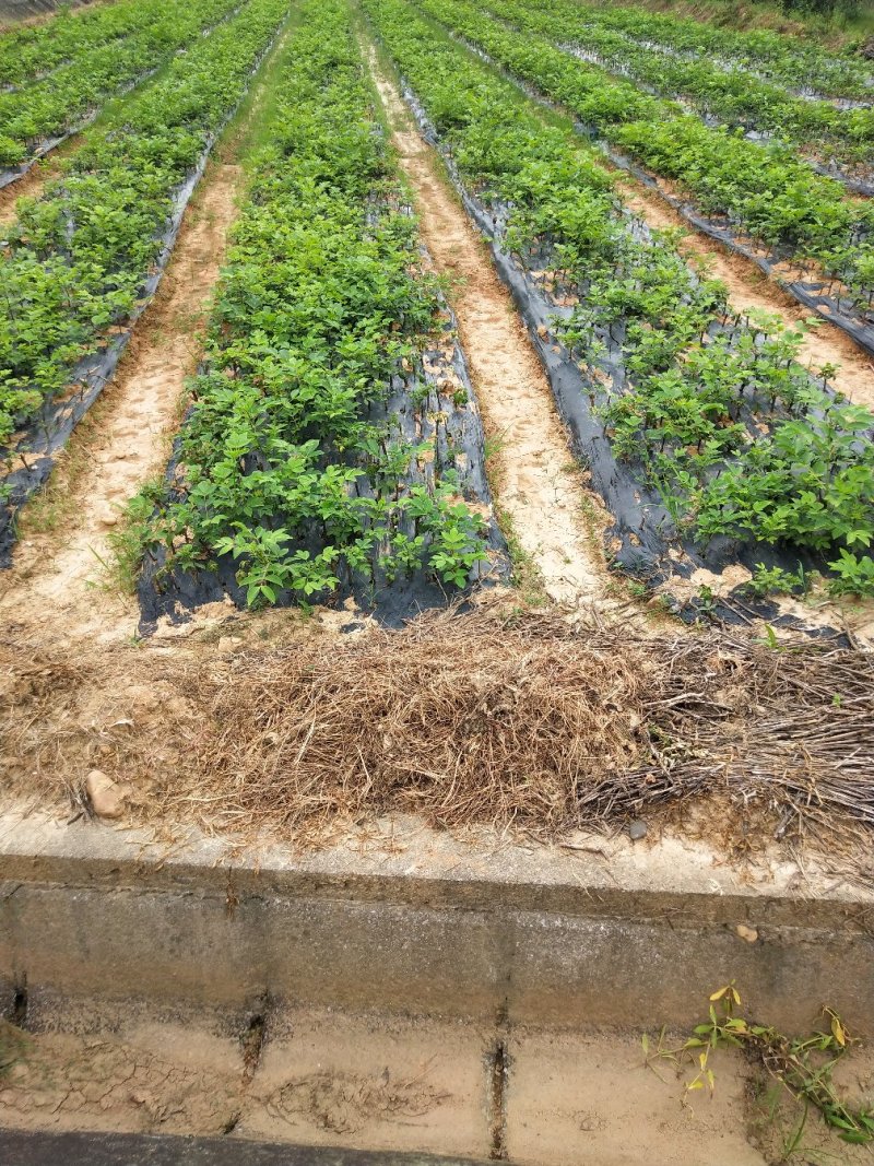 江西中花吴茱萸苗枝条吴茱萸种苗茶辣臭辣子漆辣子树衣子
