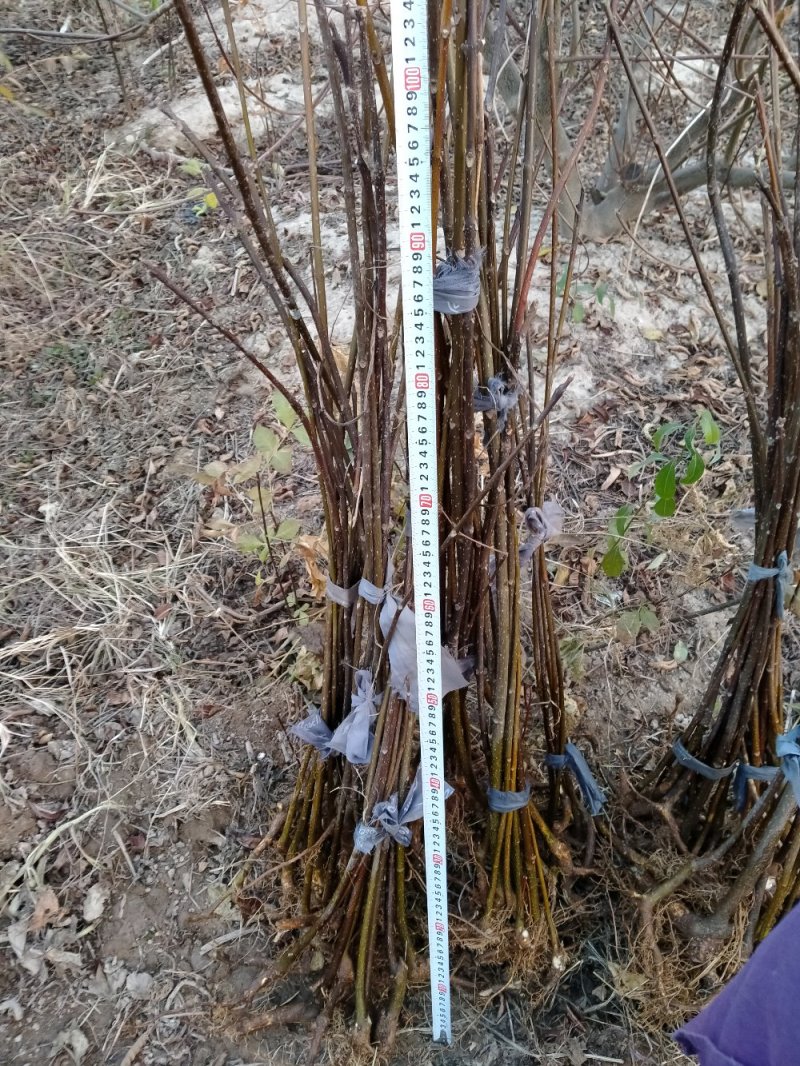 江西中花吴茱萸根生苗，根部粗壮，无病虫害，易成活。