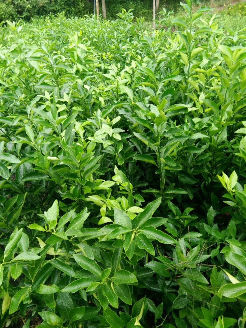 沃柑苗柑橘苗基地直发隔年挂果现起现发保湿发货