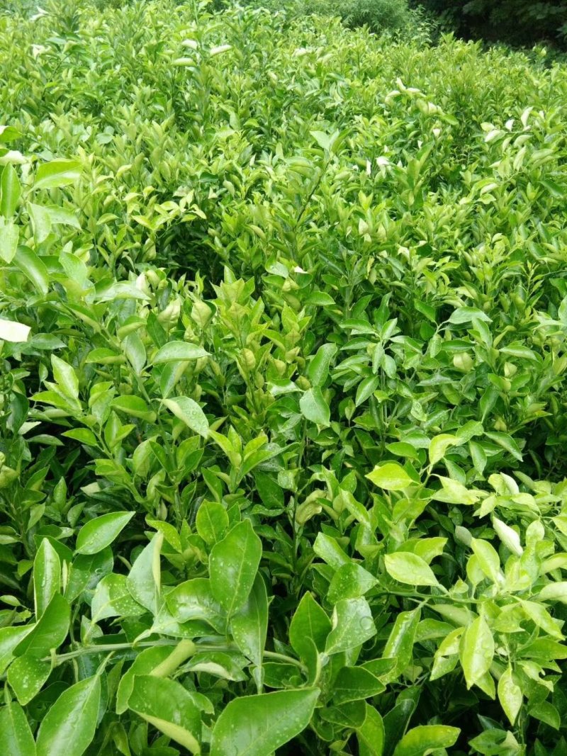 沃柑苗柑橘苗基地直发隔年挂果现起现发保湿发货