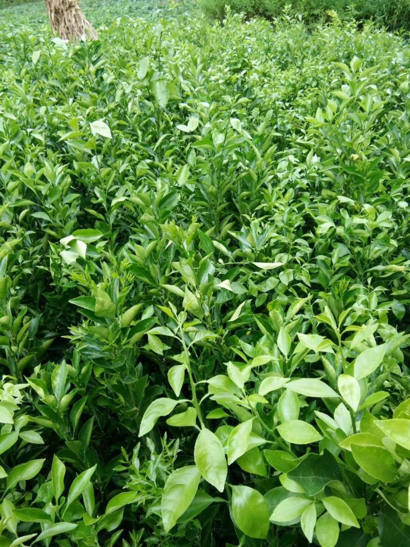 沃柑苗柑橘苗基地直发隔年挂果现起现发保湿发货