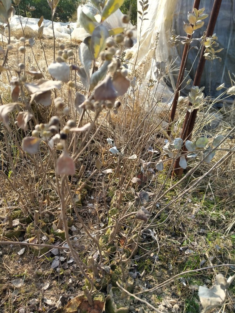 供应优质江西单叶蔓荆子营养杯苗裸根苗大量供应