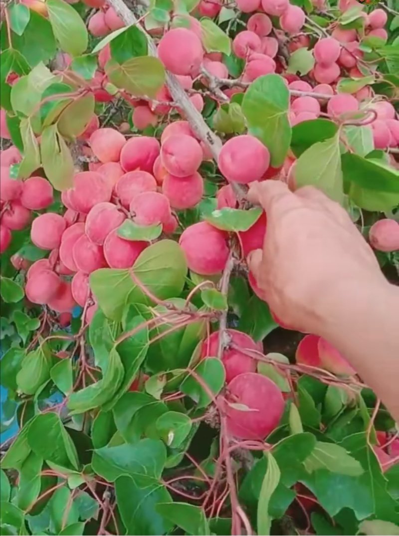 批发优质杏树苗，有珍珠油杏，凯特杏，金太阳杏，丰园红杏。