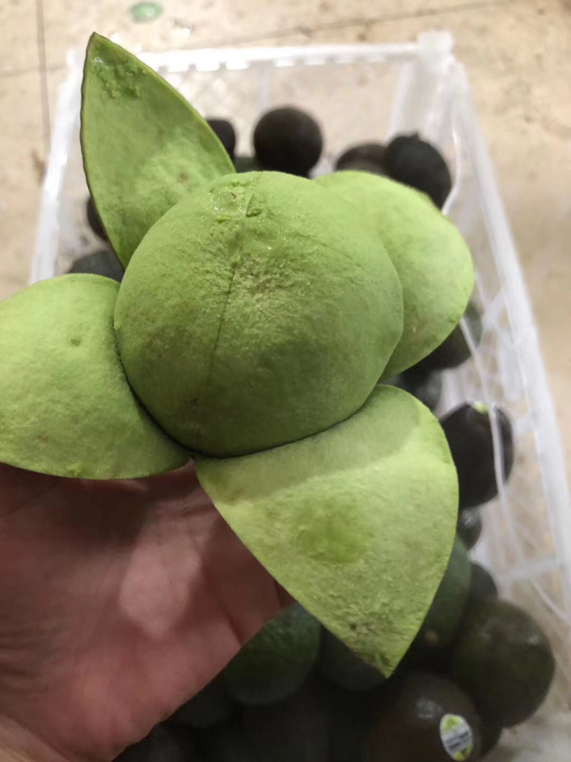 进口新鲜牛油果墨西哥/智利/进口牛油果