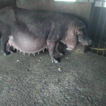 原种梅山母猪，产仔量高，适合全国各地养殖。全国