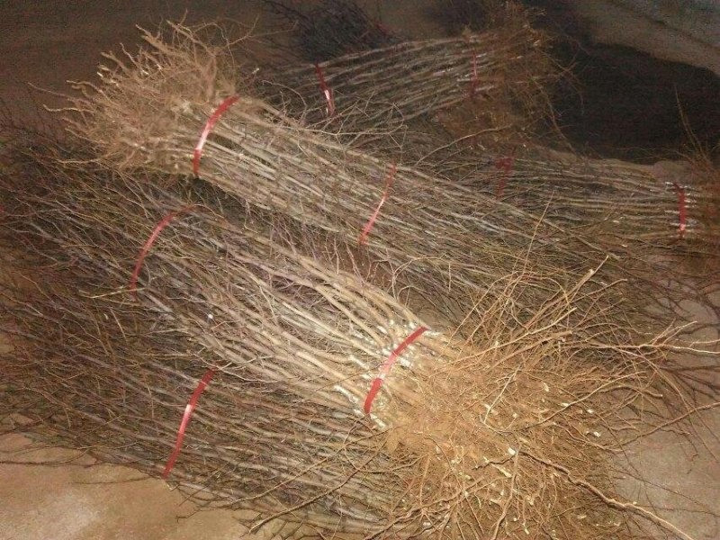 基地直供优质枣树苗，规格齐全，质优价廉。