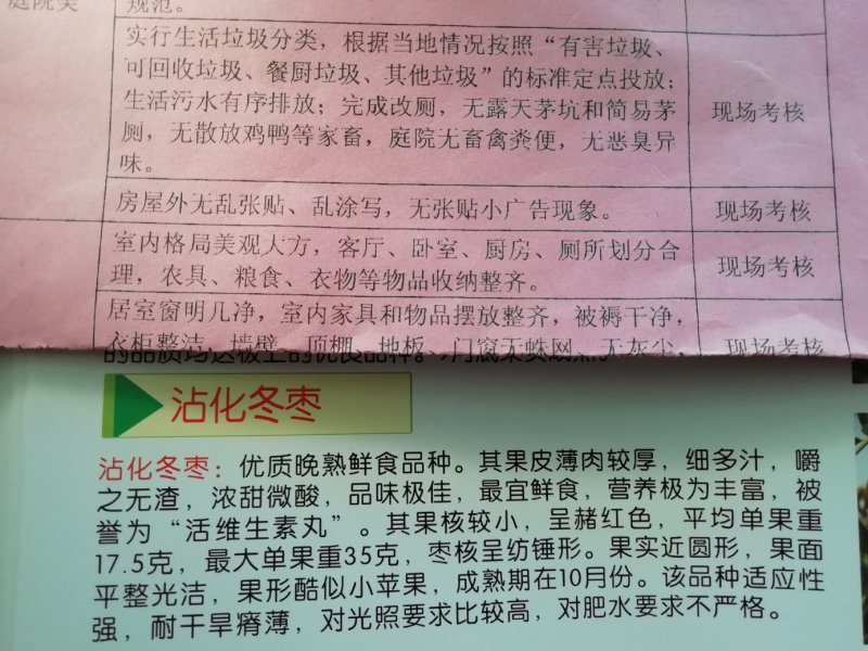 基地直供优质枣树苗，规格齐全，质优价廉。
