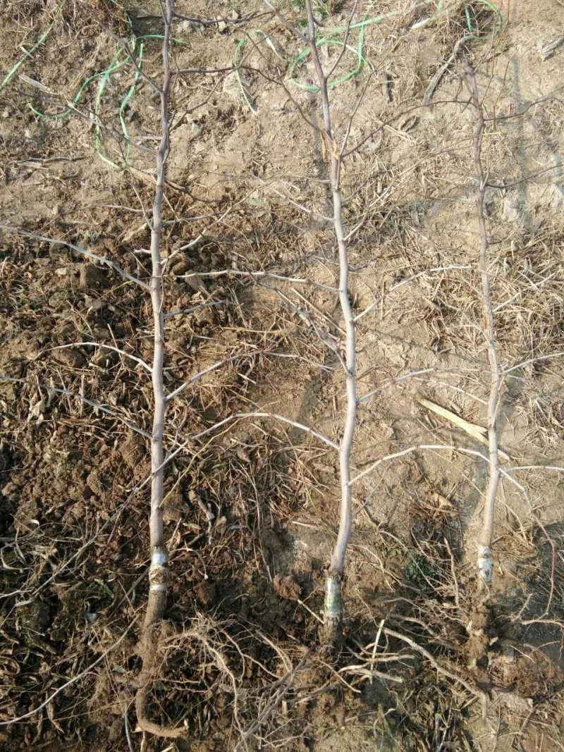 基地直供优质枣树苗，规格齐全，质优价廉。