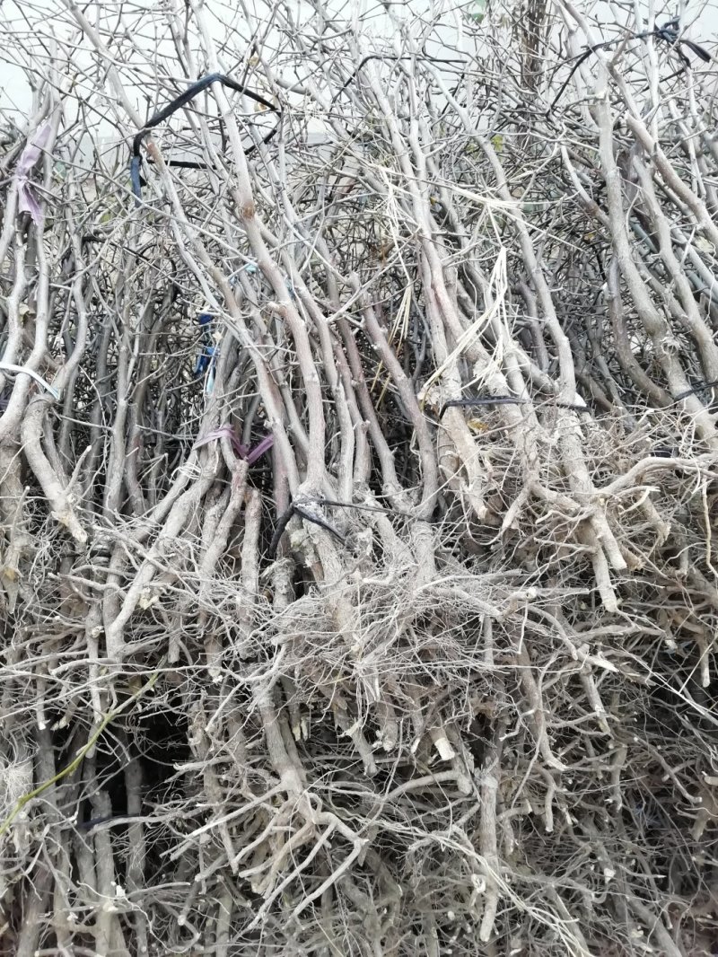 基地直供优质枣树苗，规格齐全，质优价廉。