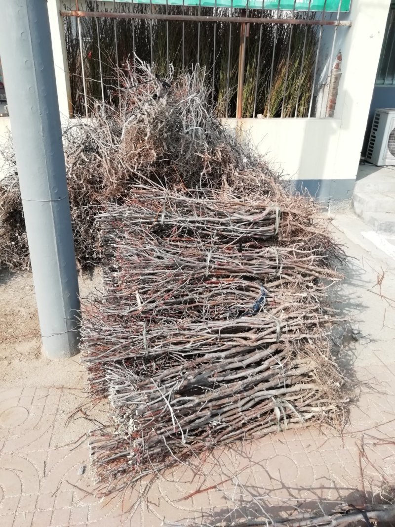 基地直供优质枣树苗，规格齐全，质优价廉。