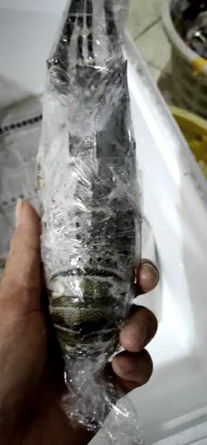 冰冻小青龙虾大量批发价格优惠