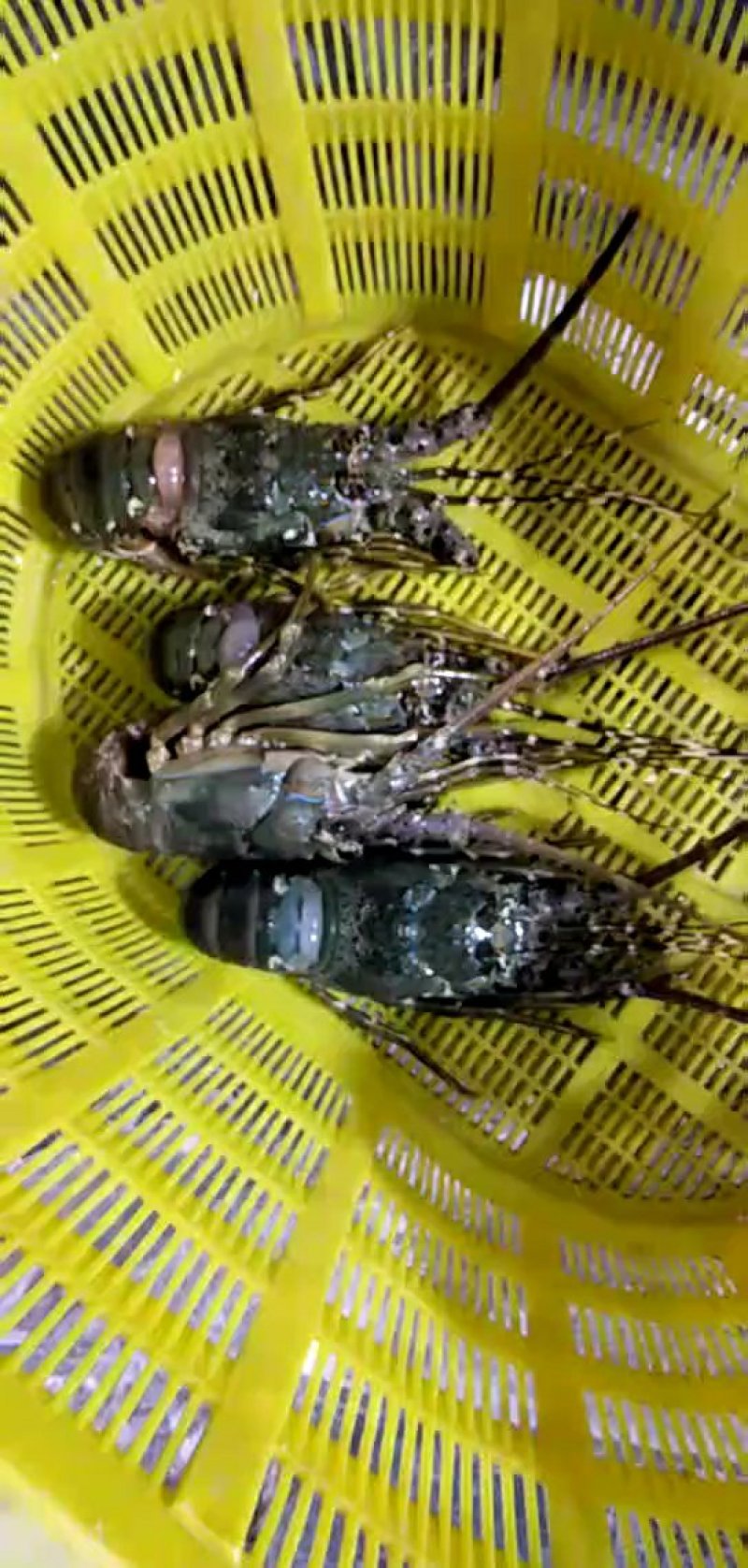 冰冻小青龙虾大量批发价格优惠
