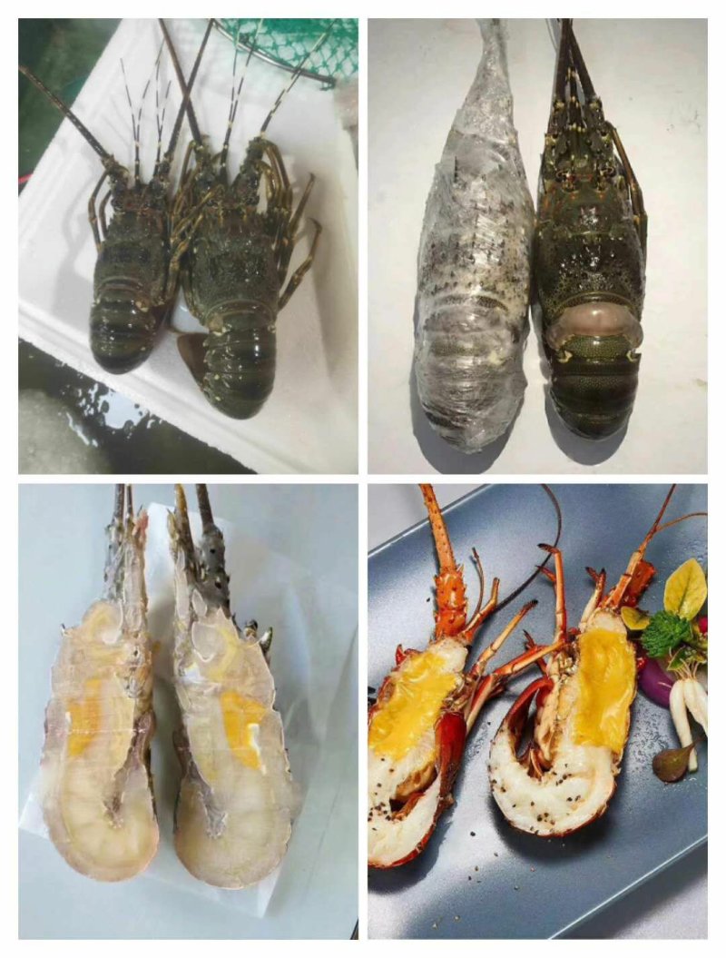 冰冻小青龙虾大量批发价格优惠