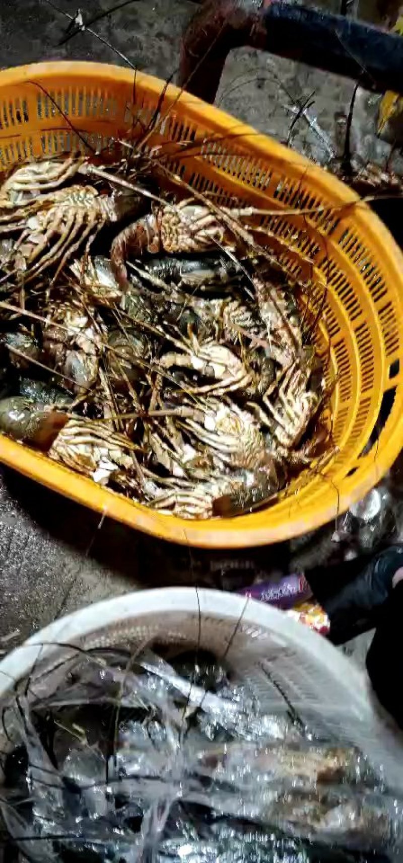 冰冻小青龙虾大量批发价格优惠