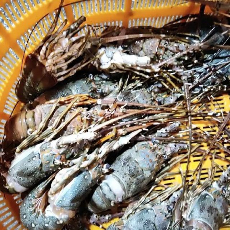 冰冻小青龙虾大量批发价格优惠
