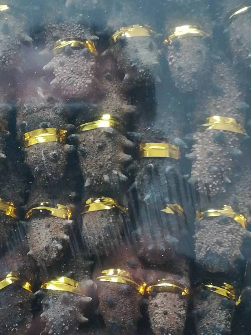 海参