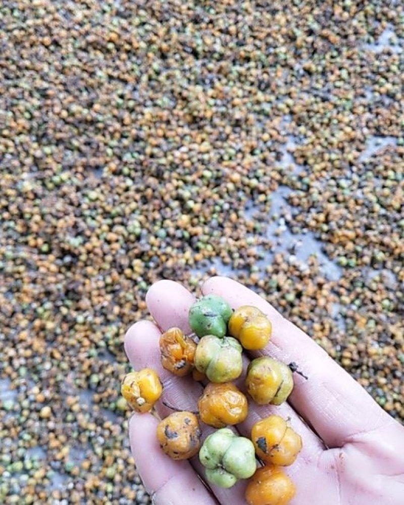 黄精子鸡头黄精籽去壳黄精种，子带壳的和净籽姜型黄精籽批发