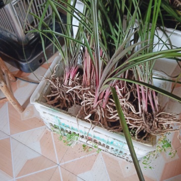 蕙兰红香妃