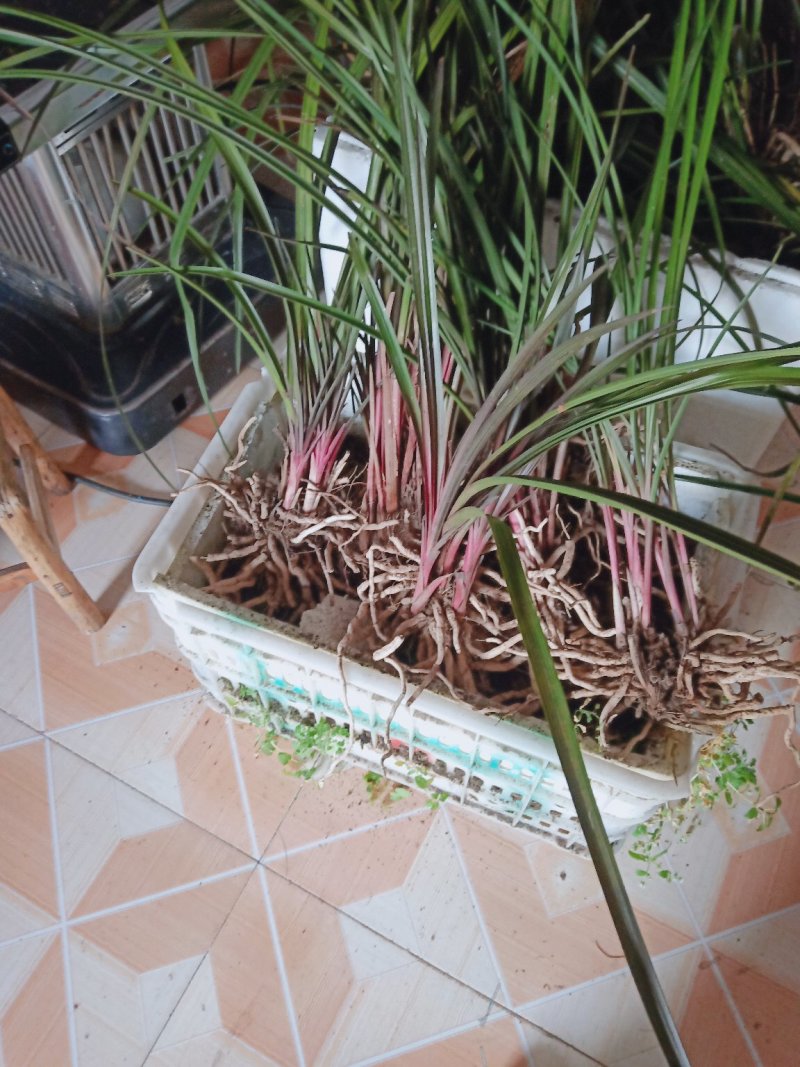 蕙兰红香妃