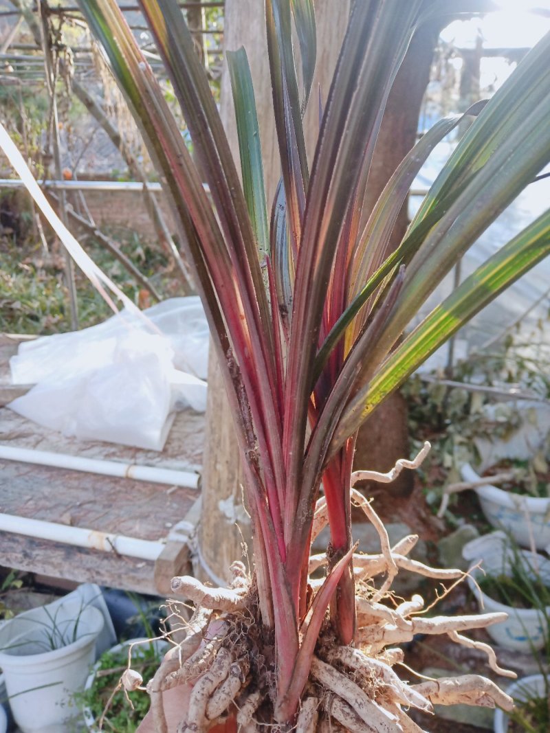 蕙兰红香妃