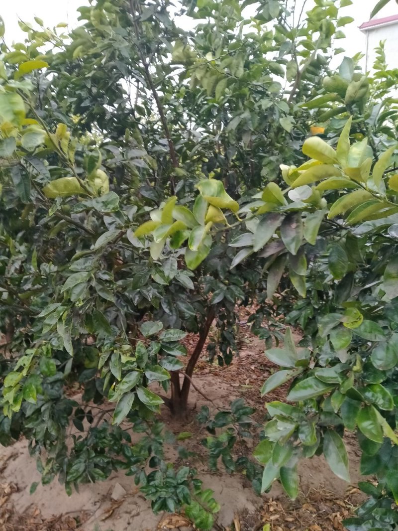 商州枳壳鲜果国家地理标志原产地品种基地直销视频看货
