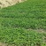 【半夏】优质旱半夏种子小叶型麻芋子提供种植技术指导