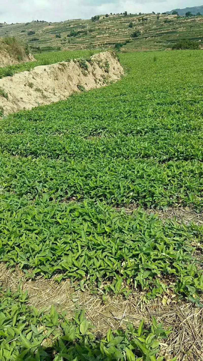 【半夏】优质旱半夏种子小叶型麻芋子提供种植技术指导