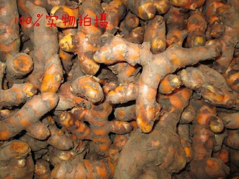 黄姜姜黄越南泰国黄姜药材姜黄咖哩黄姜小指姜