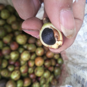 贵州野生油茶籽山茶籽小籽全干籽