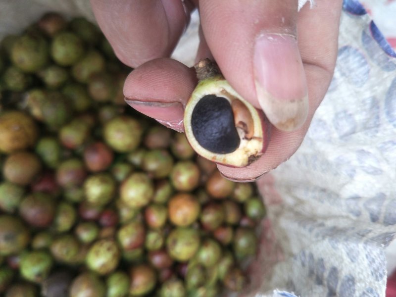 贵州野生油茶籽山茶籽小籽全干籽