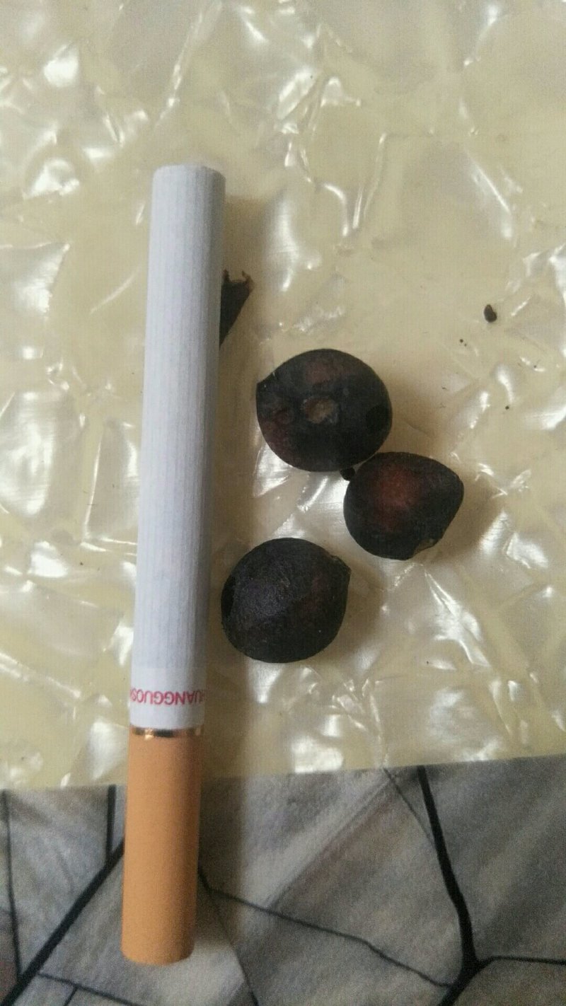贵州野生油茶籽山茶籽小籽全干籽