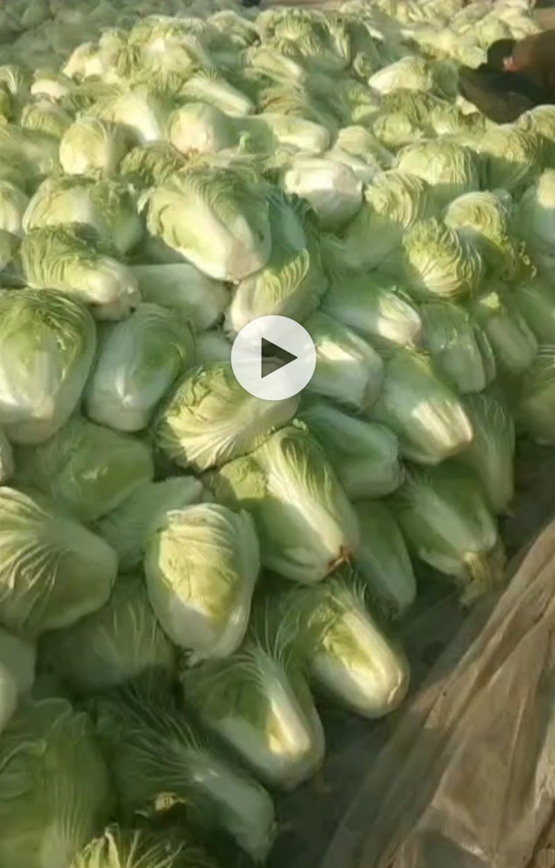 黄心白菜山东聊城万亩蔬菜基地大白菜7斤以上净菜